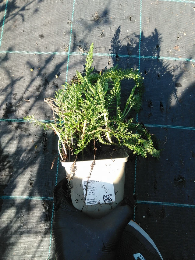 Siankärsämö Lilac Beauty - 19. 8. 2025