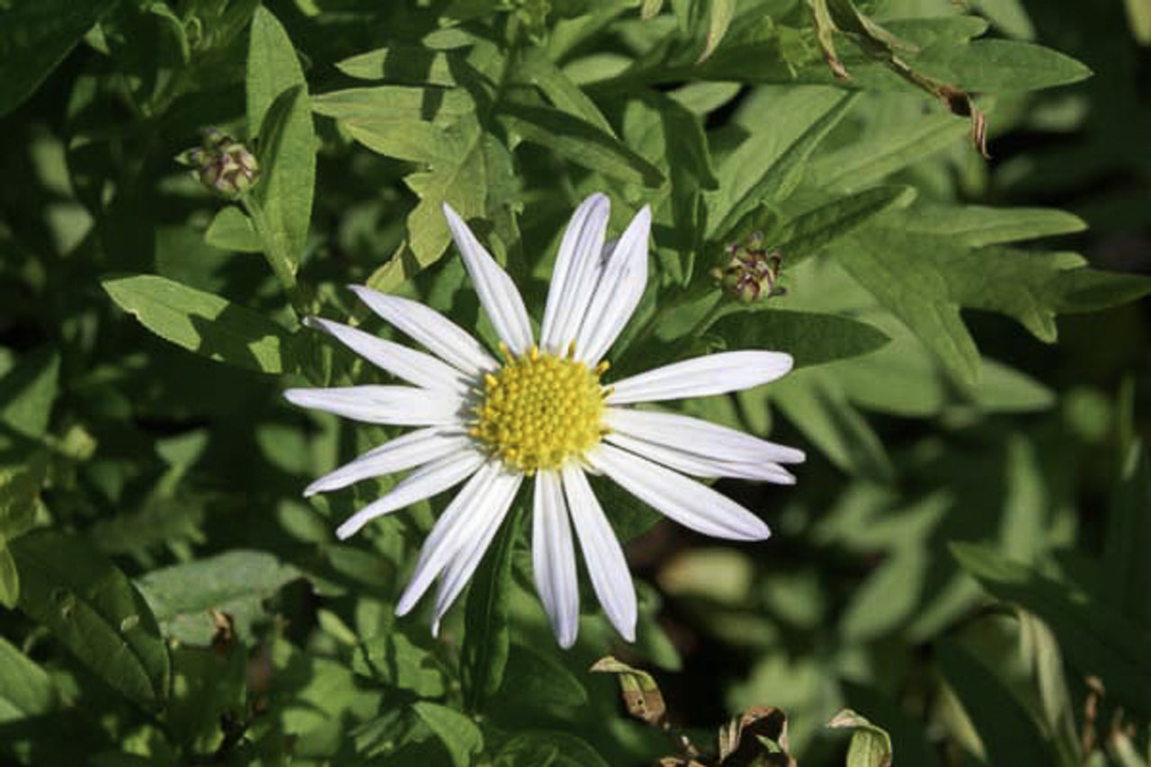 Astra japonská Mon Jardin, Loukykvět