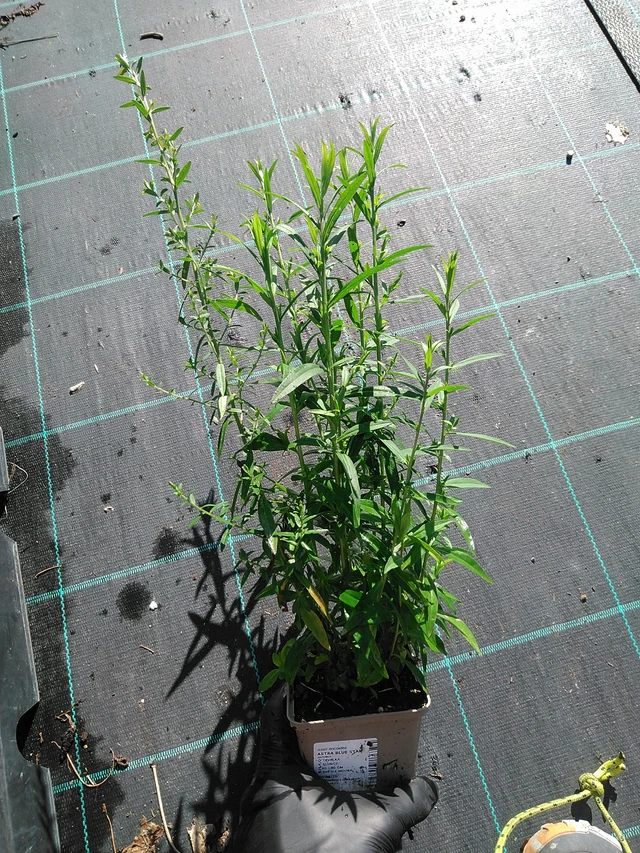 Asteri Blue Star - 19. 8. 2025