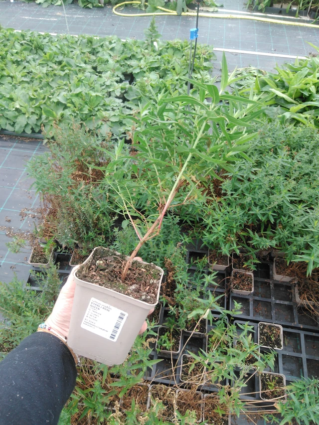 Kyprej Rose Queen - 2024