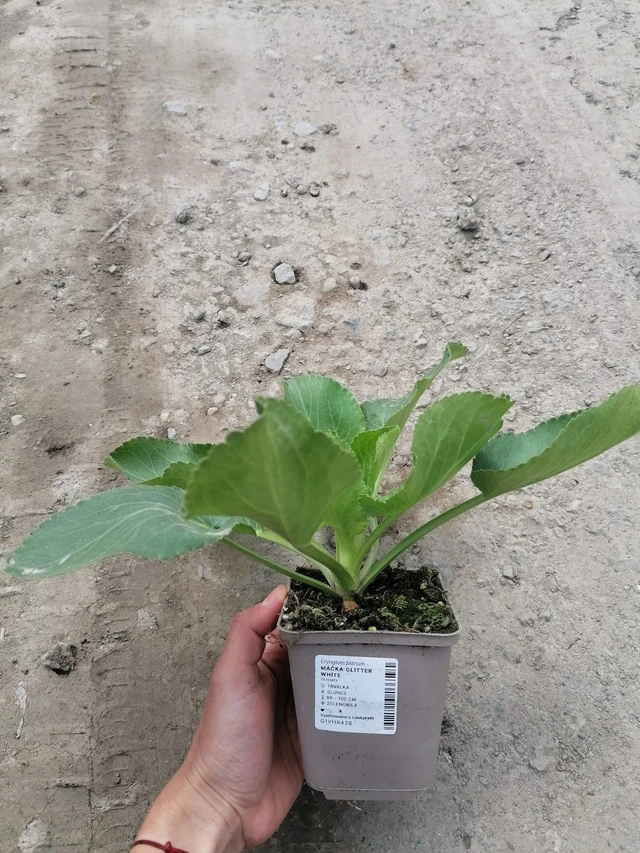 Sinipiikkiputki Glitter White - 2024