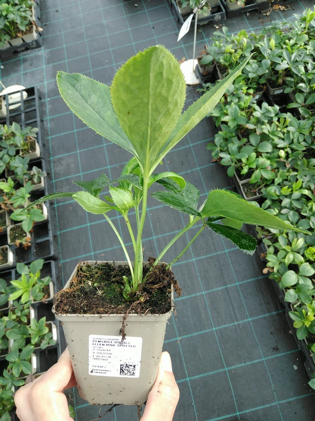 Eléboro Double Ellen Pink Spotted - 28. 7. 2025