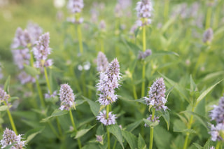 Agastache Blue Fortune, Loukykvět