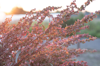 Lebeda zahradní Plume Red, Loukykvět