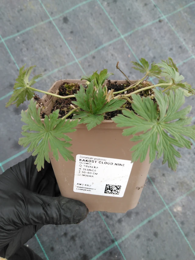 Kakost Cloud Nine - 1. 4. 2026