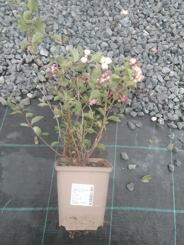 Pámelník Magical Ruby Falls - 10. 10. 2025