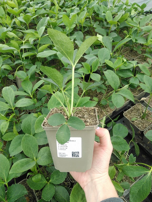 Hellebore Double Ellen Pink - 9. 6. 2025