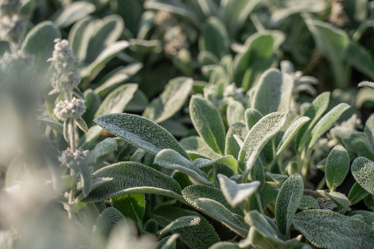 Tisztesfű Silver Carpet, Loukykvět