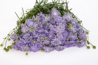 Didiscus Lavender Blue, Loukykvět