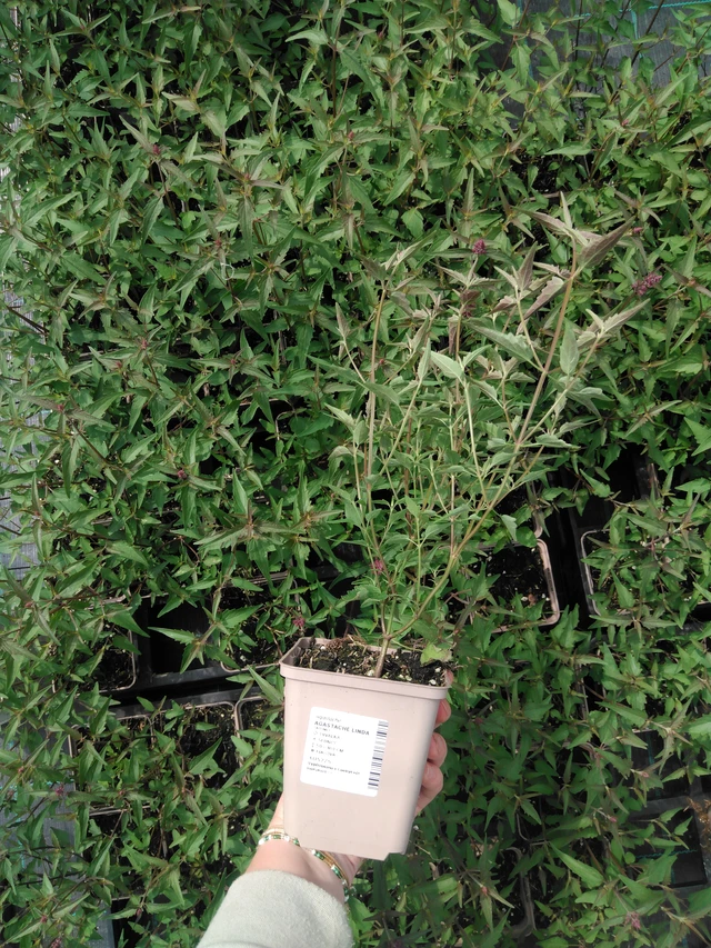 Iisoppi Linda - 2024