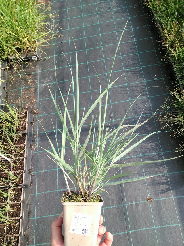 Proso prutnaté Prairie Sky - 24. 6. 2025