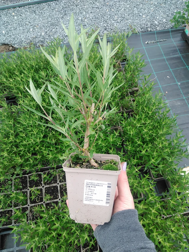 Caryopteris Kew Blue - 9. 6. 2025