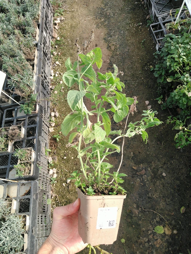 Menta de manzana - 31. 10. 2025