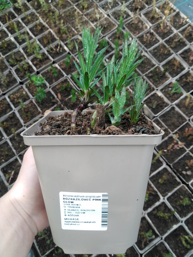 Kuunlilja Pink Glow - 2024