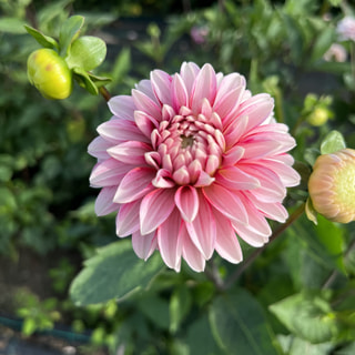 Jiřina Strawberry Cream, Loukykvět