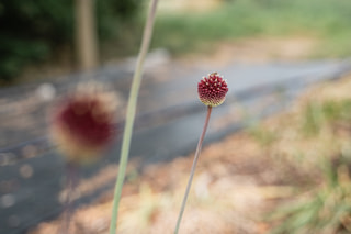 Česnek Red Mohican , Loukykvět