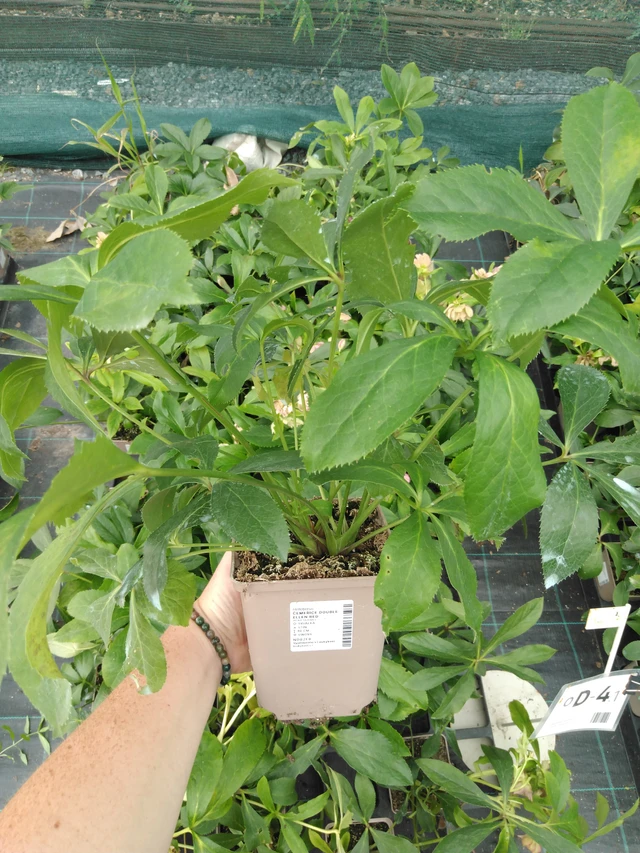 Hunyor Double Ellen Red - 2024