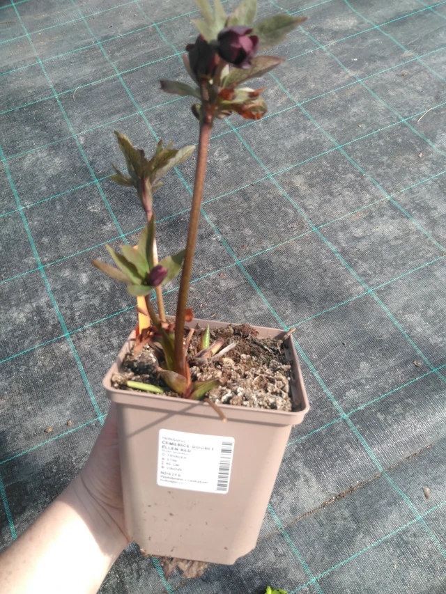 Hunyor Double Ellen Red - 3. 4. 2025