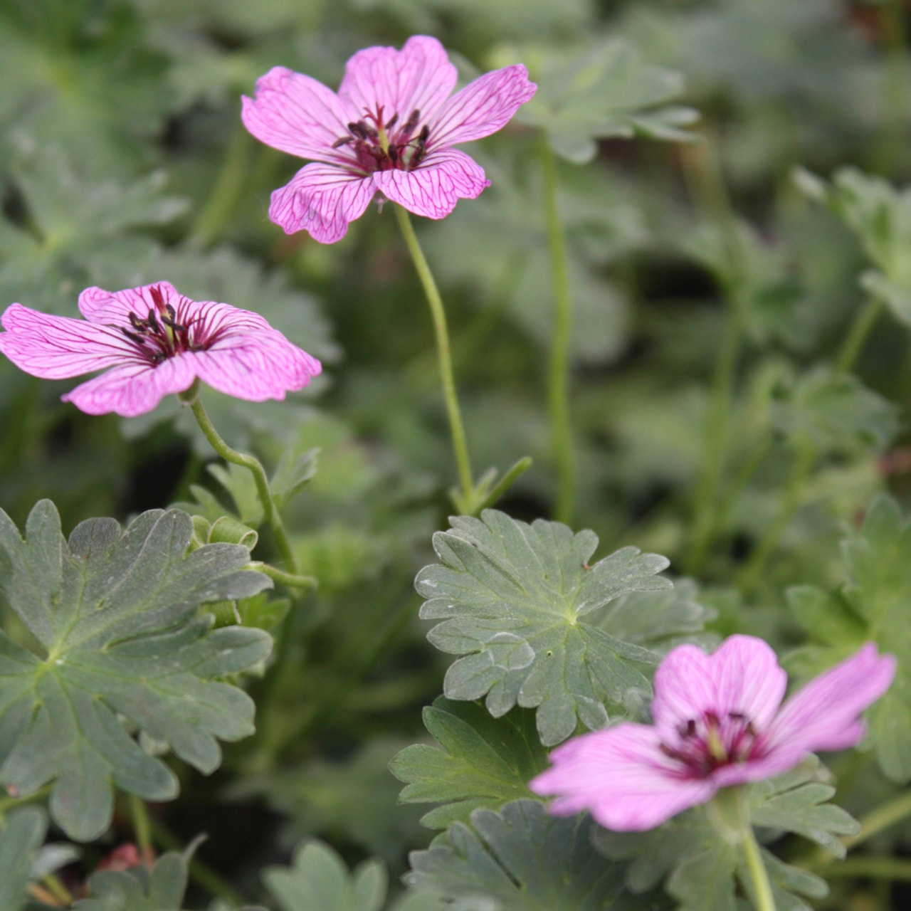 Kakost Ballerina, Loukykvět