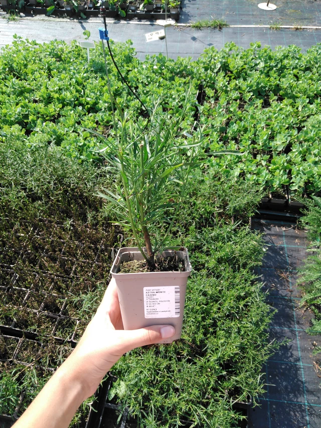 Astra Monte Cassino - 2024