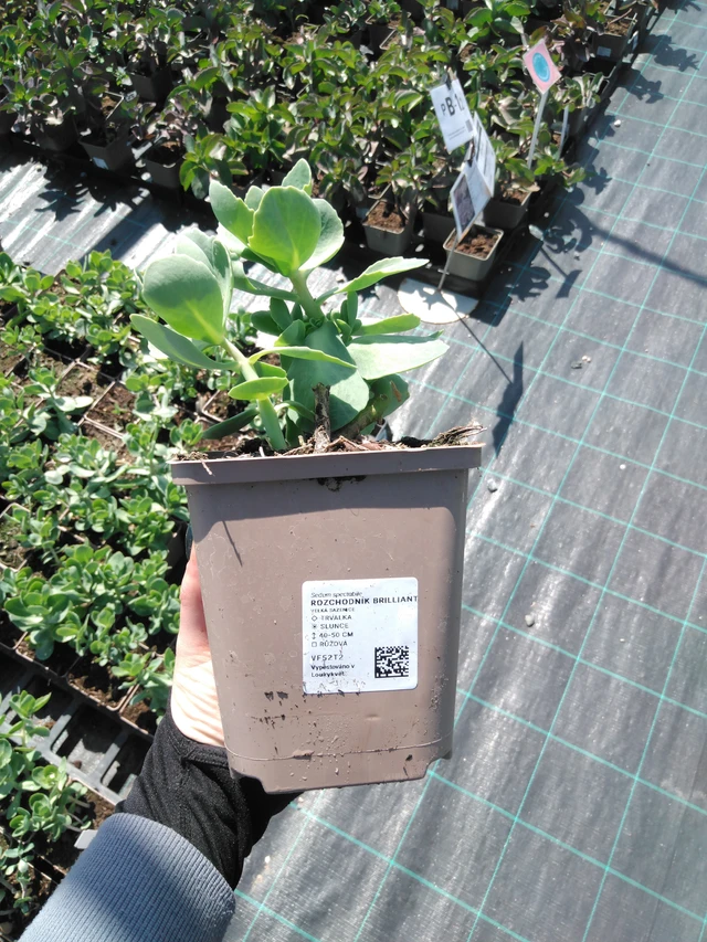 Rozchodník Brilliant - 13. 5. 2025