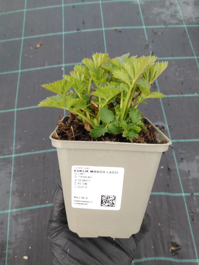 Gyömbérgyökér Mango Lassi - 1. 4. 2026