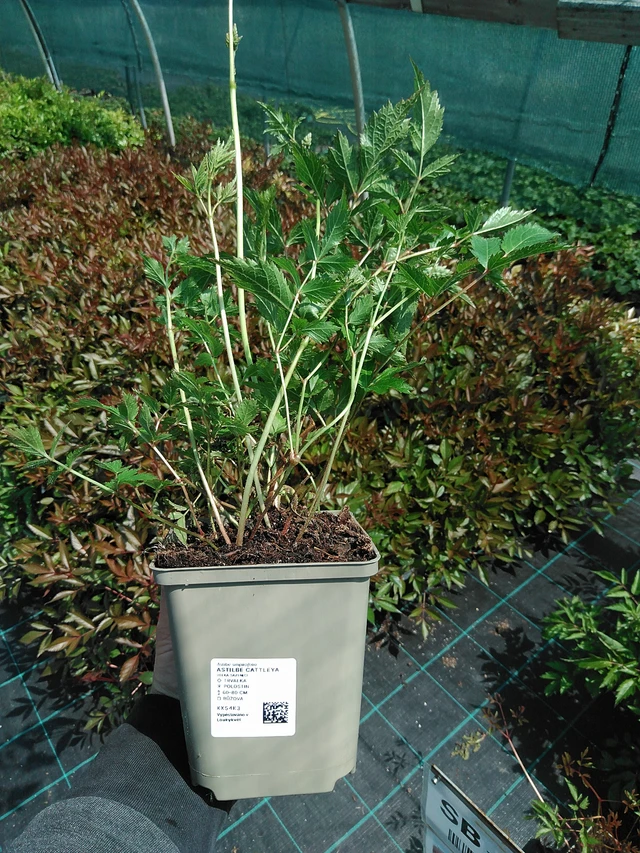 Astilbe Cattleya - 13. 5. 2025