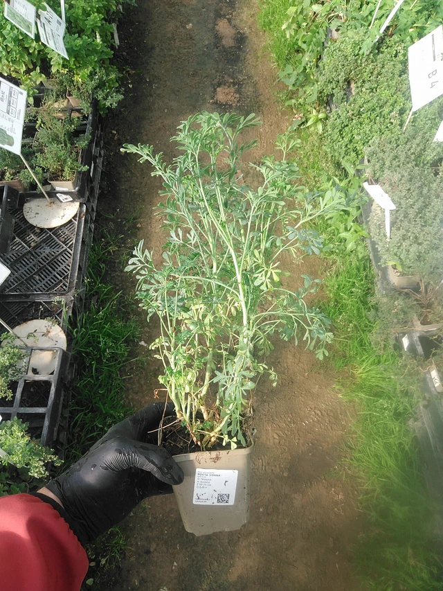 Routa vonná - 13. 10. 2025