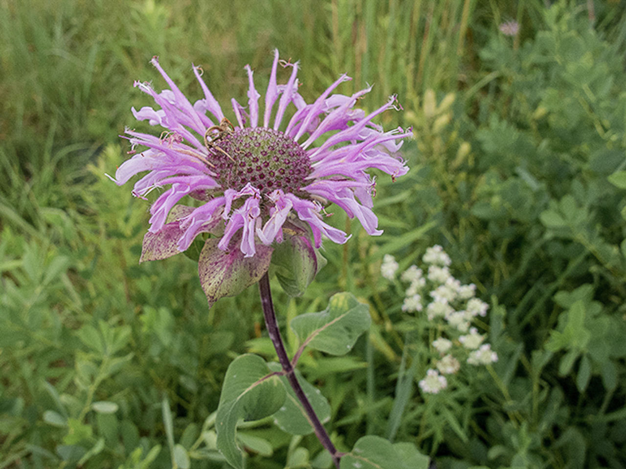 Monarda fistulosa, Loukykvět