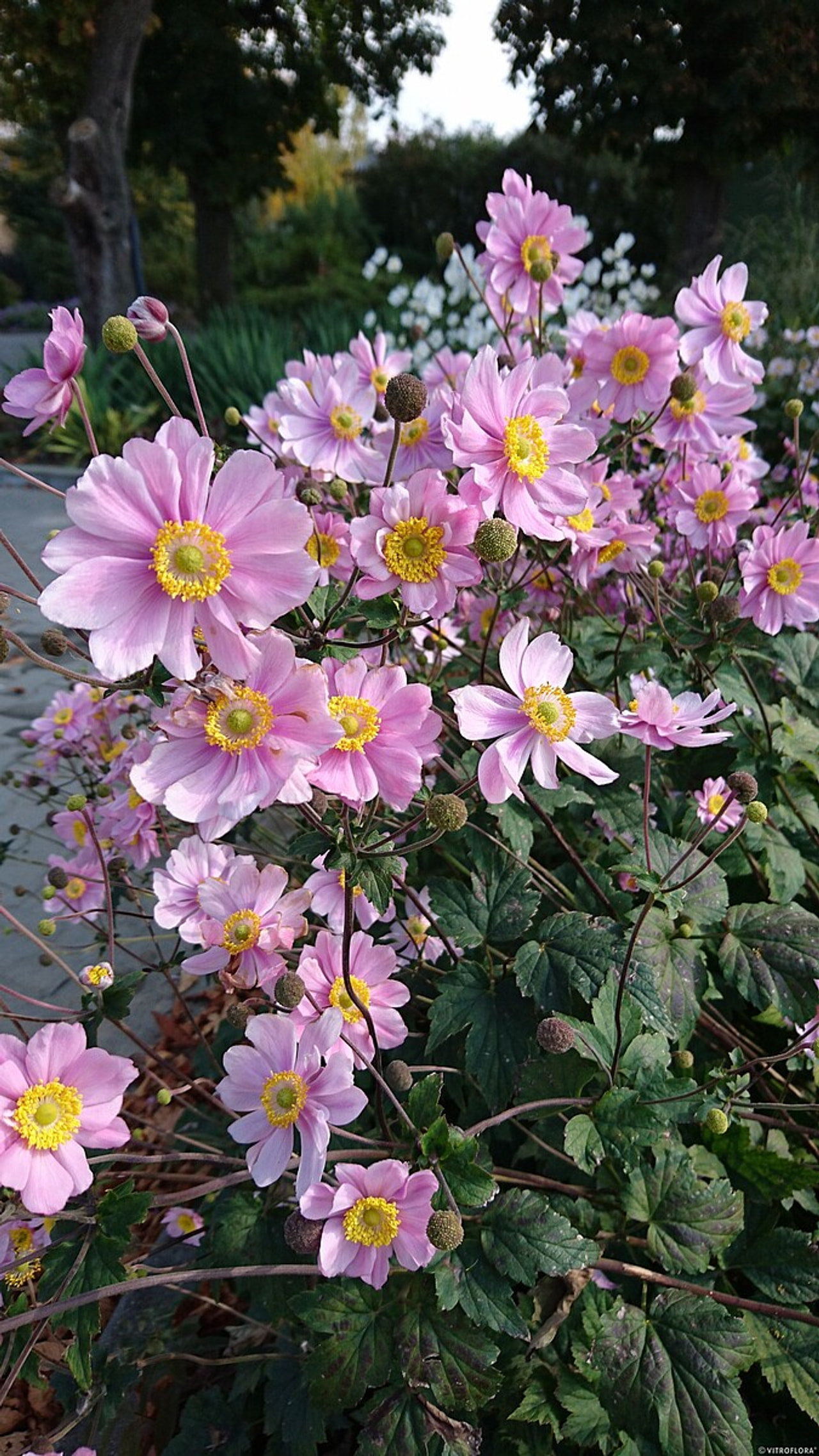 Japonska vetrnica Serenade, Loukykvět