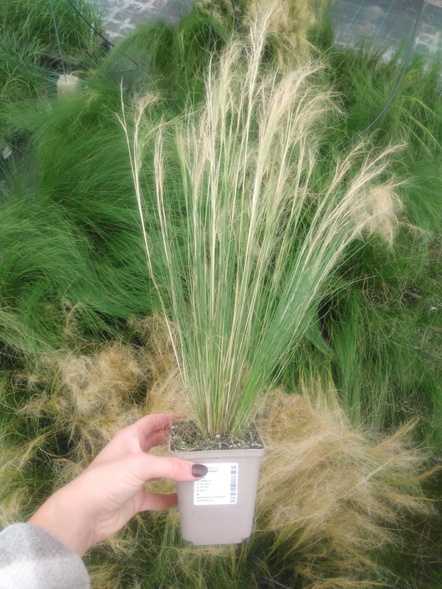 Kavyl péřovitý Pony Tails - 2024