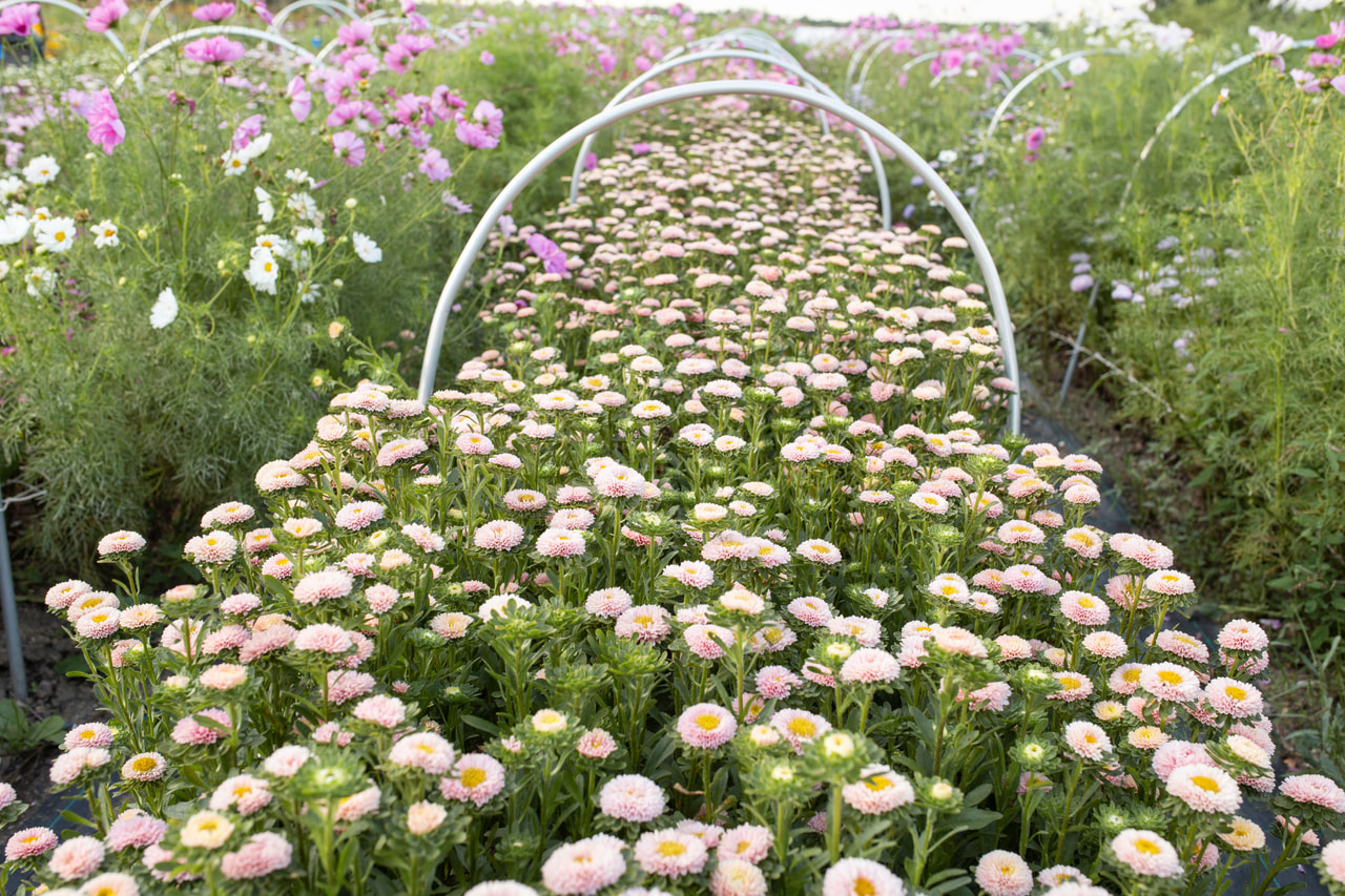 Astra Matsumoto Apricot, Loukykvět