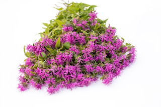 Monarda Pink Suprême, Loukykvět