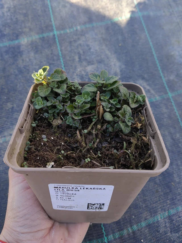 Hegyi pereszlény Lila Riese - 27. 3. 2026