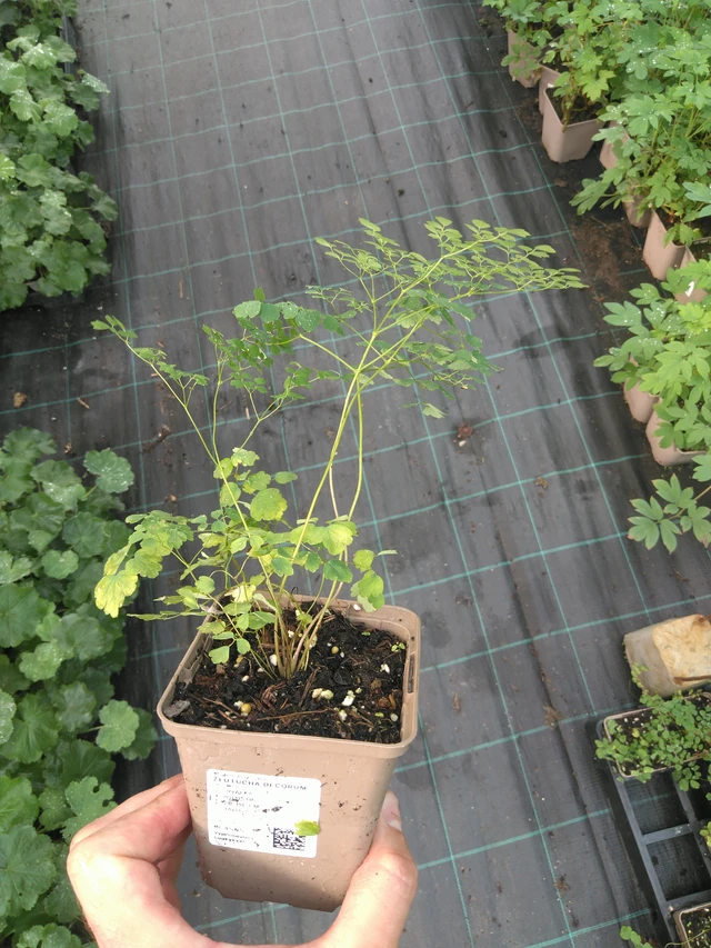 Meadow-rue Decorum - 25. 7. 2025