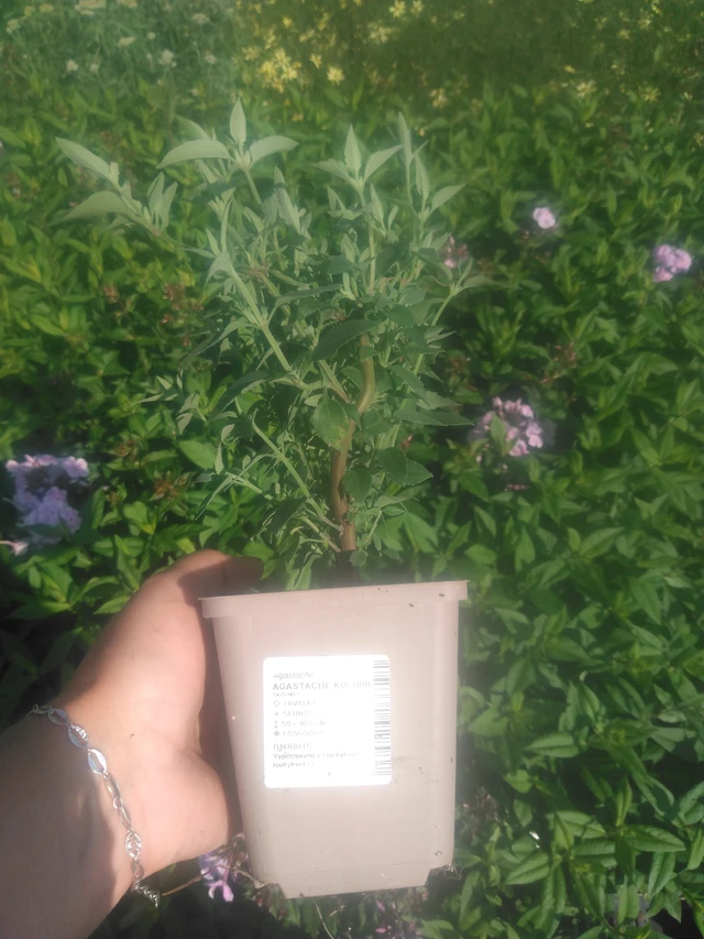 Agastache Kolibri - 2024