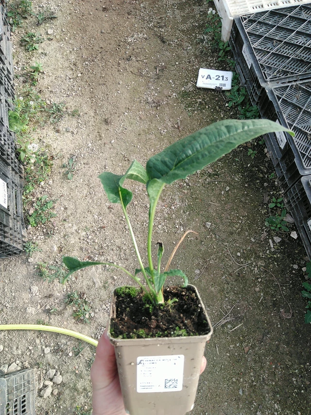 Echinacea Mellow Yellows - 31. 10. 2025