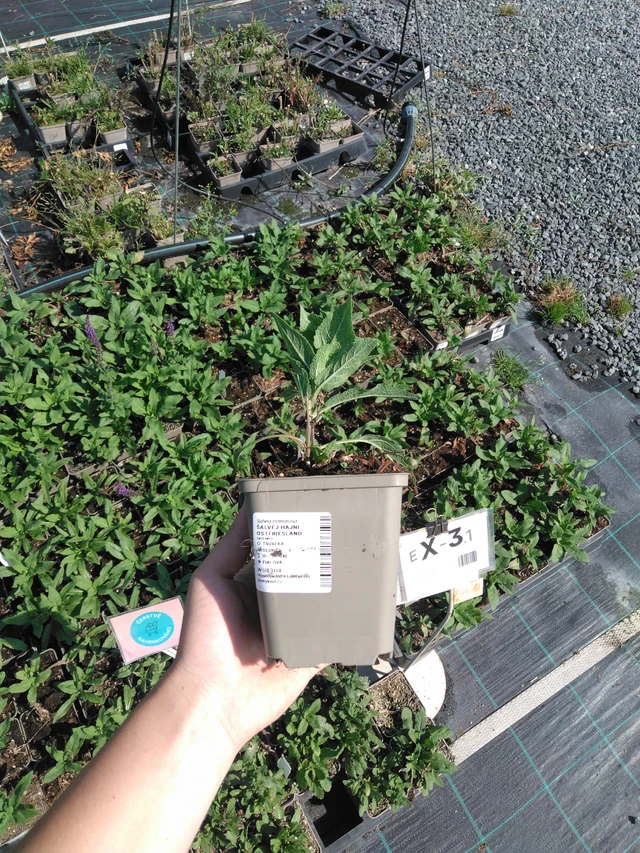 Šalvěj hajní Ostfriesland - 2024