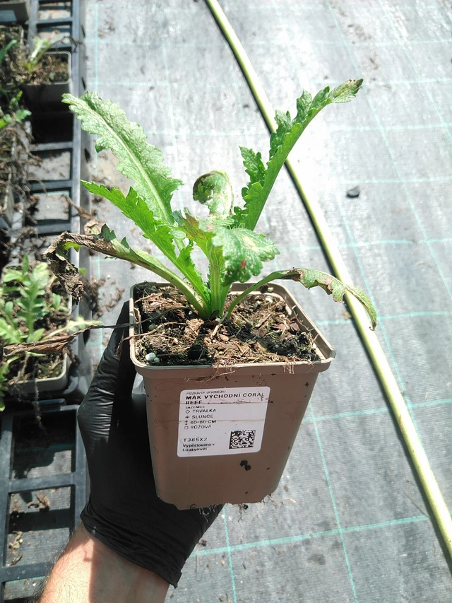 Mák východní Coral Reef - 19. 8. 2025