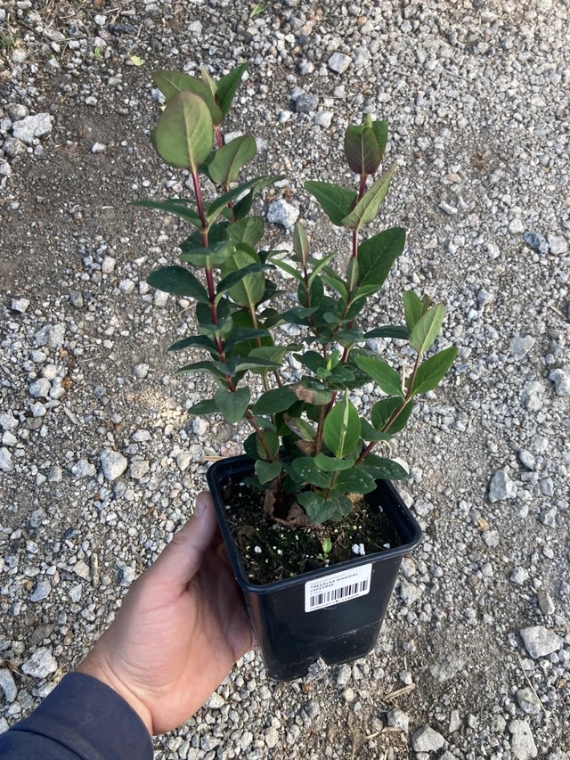 Hipérico Magical Universe - 2024