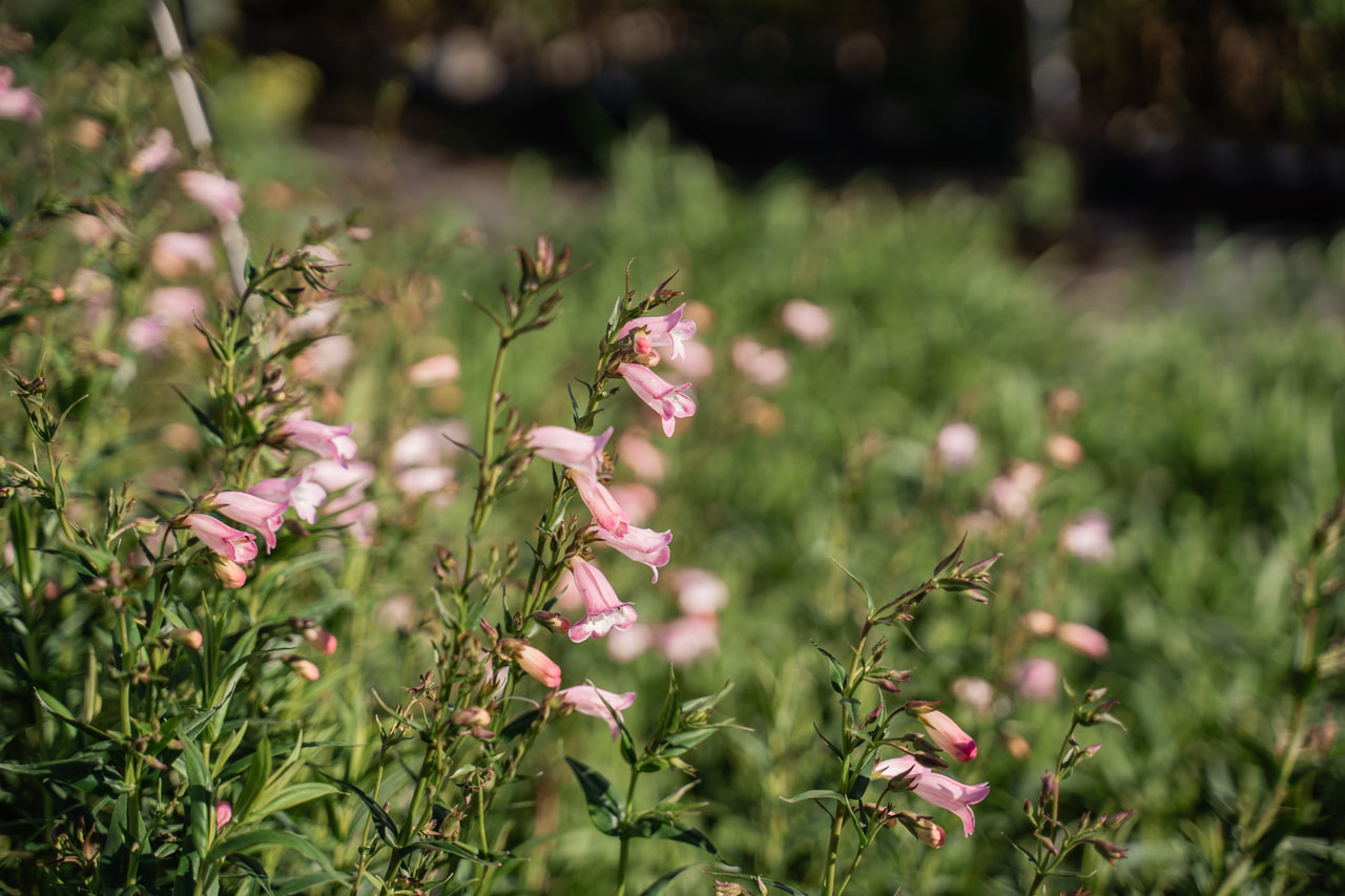 Bugatölcsér Apple Blossom, Loukykvět