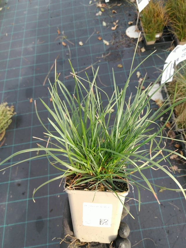 Pěchava vápnomilná - 31. 10. 2025