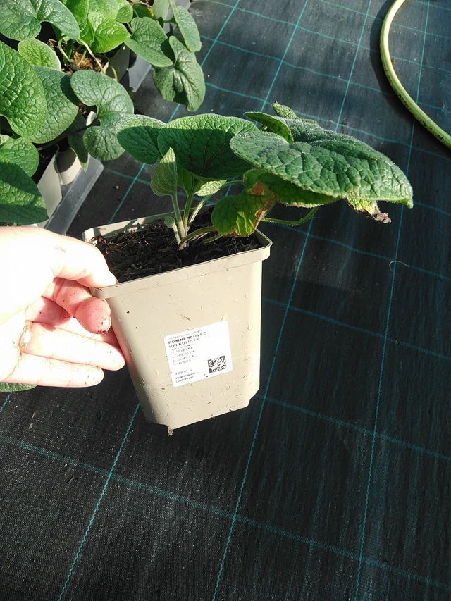 Nomeolvides de hojas grandes  - 19. 8. 2025