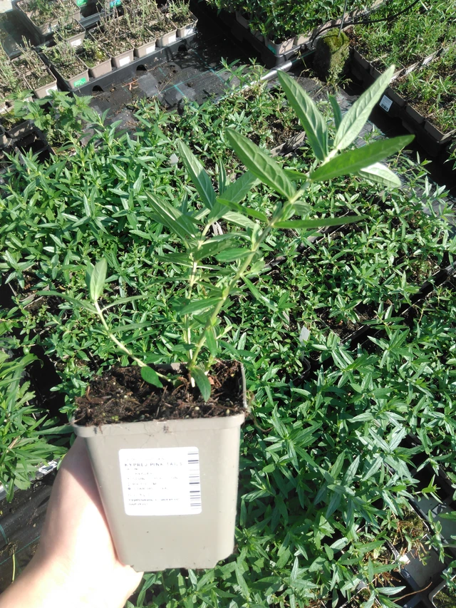 Rantakukka Pink Tails - 2024