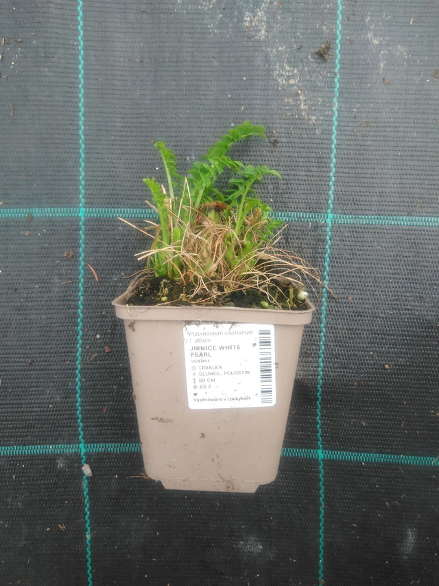 Astrantia White Pearl - 2024