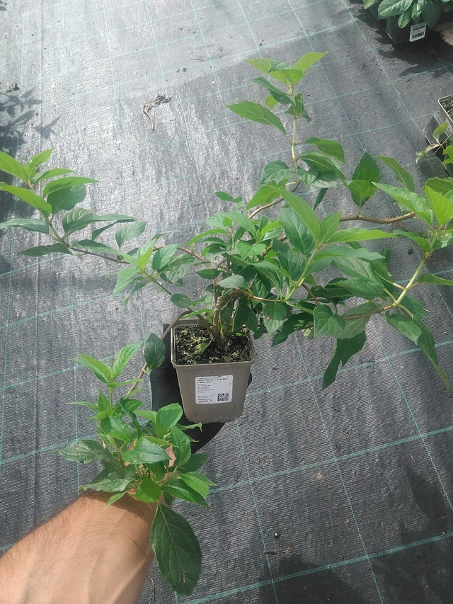 Panicle Hydrangea Limelight - 10. 9. 2025