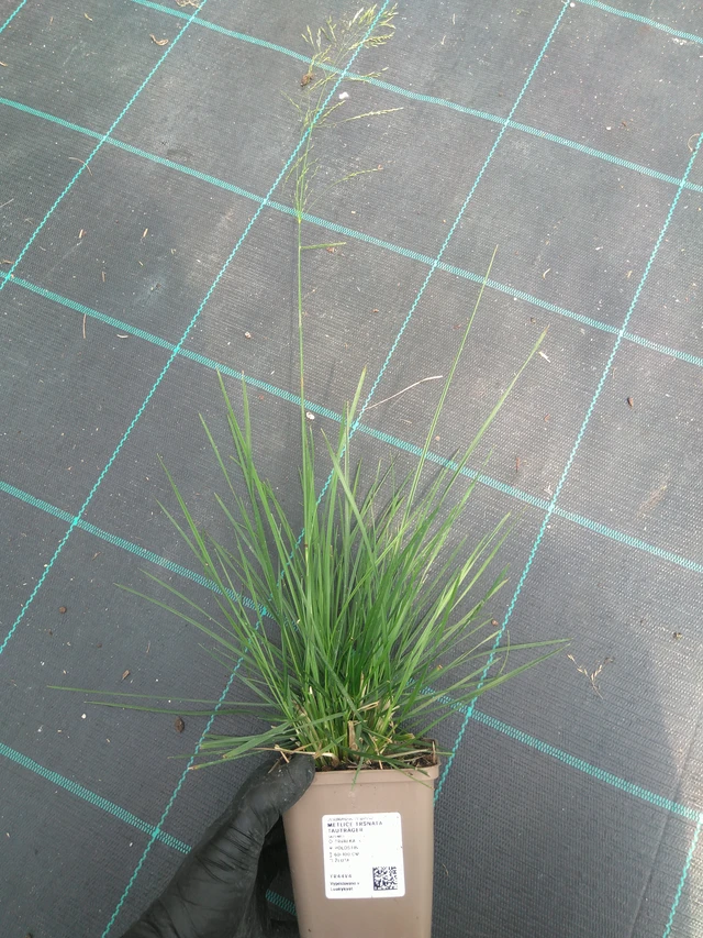 Metlice trsnatá Tauträger - 10. 7. 2025