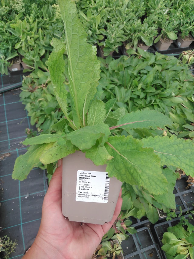 Mullein Pink Domino - 2024