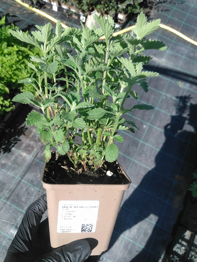 Šanta Six Hills Giant - 19. 8. 2025