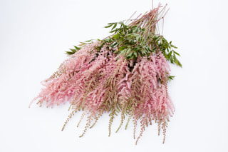 Astilbe Erika, Loukykvět